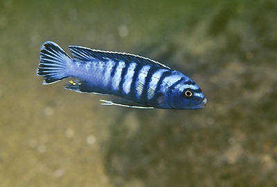 Chindongo sp. 'elongatus ornatus' Ndumbi Rocks
